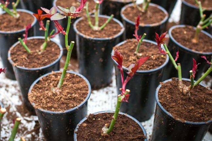 کاشت گل رز در گلدان