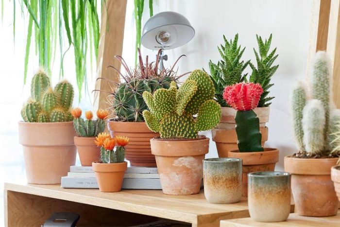 کاکتوس از گیاهان پاک کننده هوا