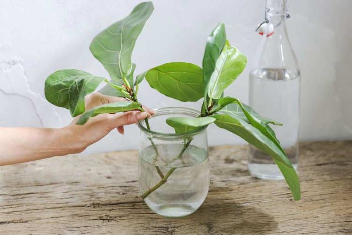 گیاه برگ انجیری