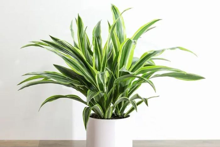 گیاه دراسنا