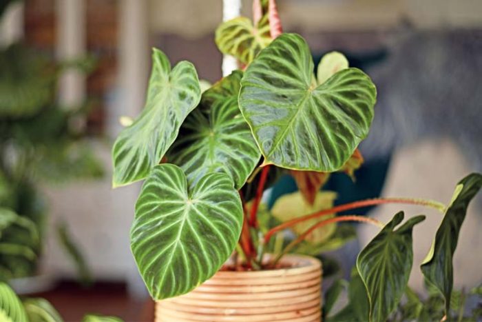 گیاه فیلودندرون