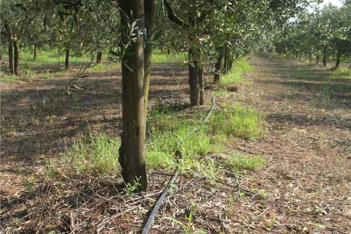 آبیاری تحت فشار درخت زیتون