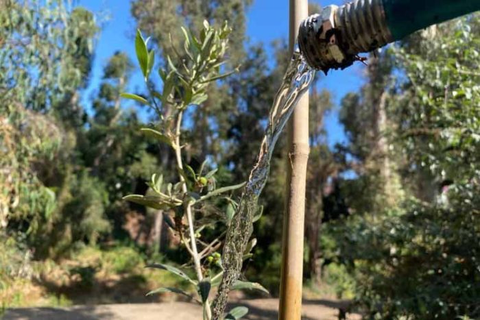 آبیاری سطحی درخت زیتون