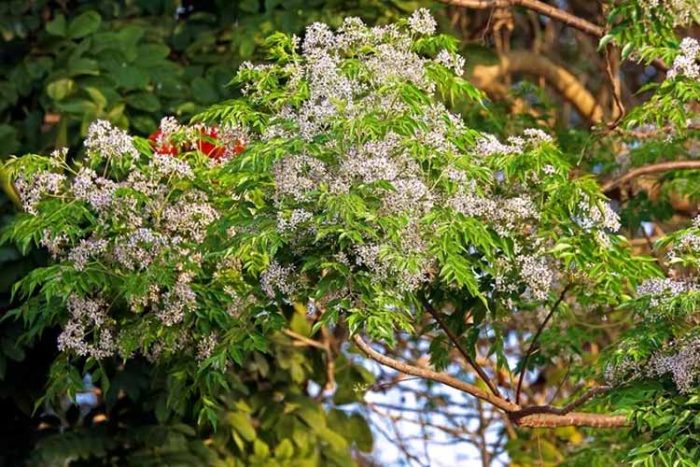 نور و روشنایی مناسب برای رشد درخت زیتون تلخ