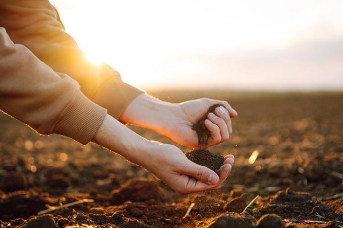 خاک مناسب درخت زیتون تلخ