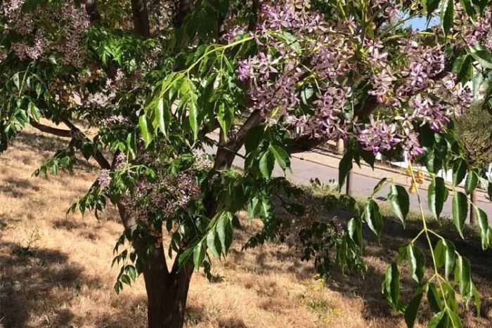 نحوه آبیاری درخت زیتون تلخ