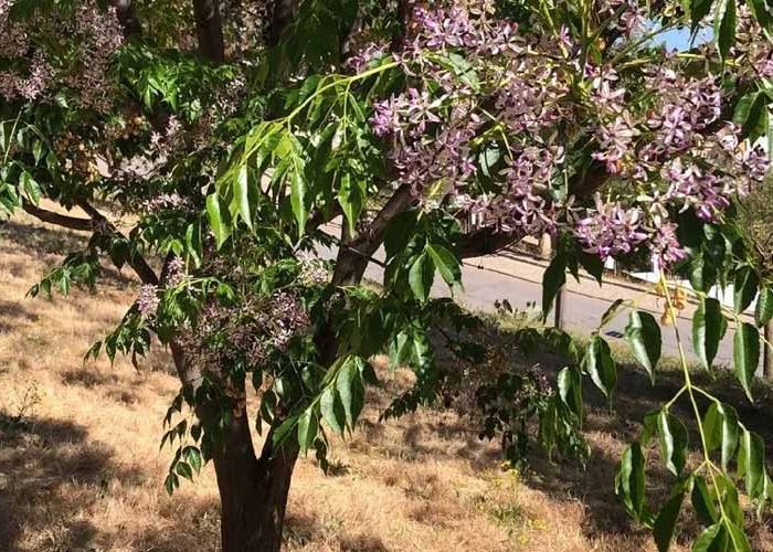 نحوه آبیاری درخت زیتون تلخ