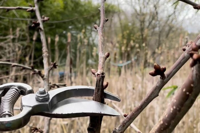 هرس کردن درخت زیتون تلخ