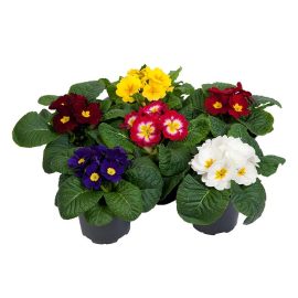 بذر گل پامچال