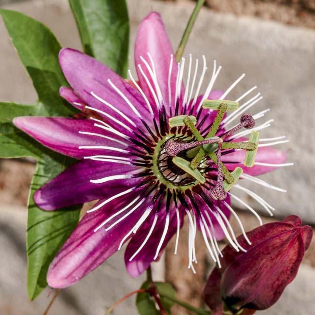 Passiflora_Victoria-1.SHUT بذر گل ساعتی رونده صورتی