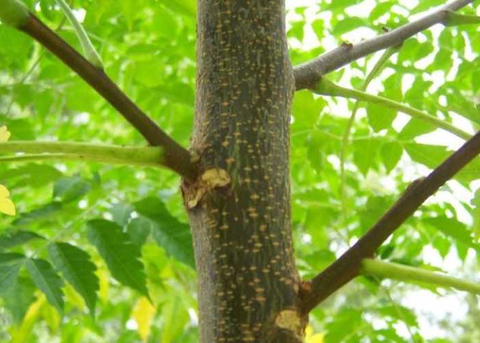 پیوند درخت زیتون تلخ