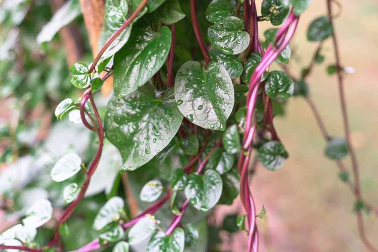 بذر اسفناج مالابار