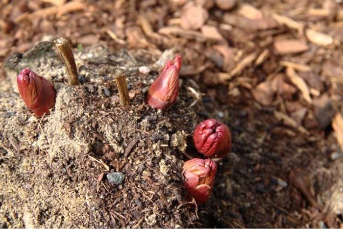 تکثیر کردن گل صدتومانی