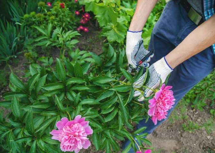 روش های تکثیر گل صدتومانی