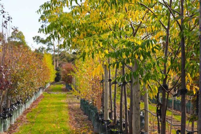 اهمیت پیوند درخت زیتون تلخ