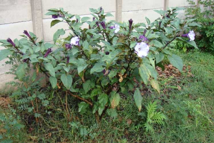 زمان مناسب کاشت بذر گل داتوره عطری