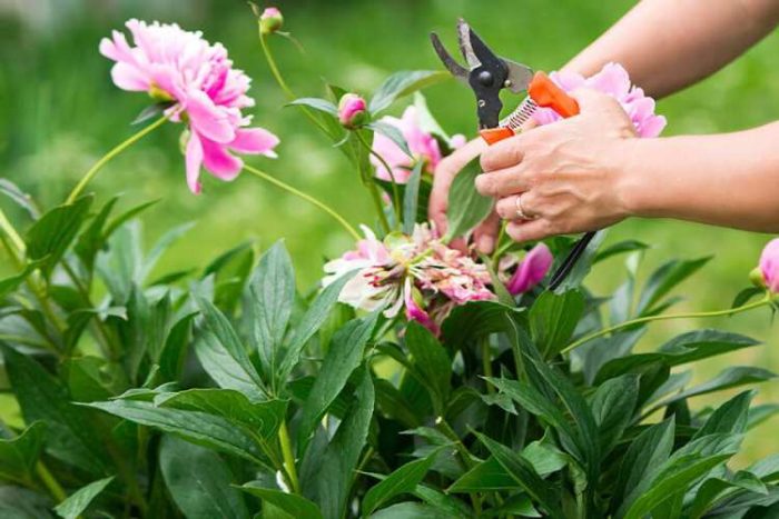 مشکلات در تکثیر گل پیونی