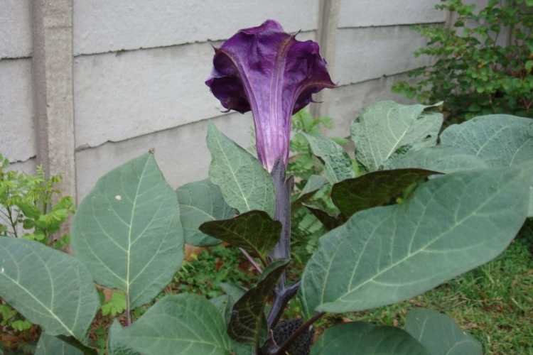 معرفی گل داتوره عطری