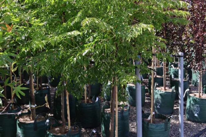 سرشاخه کاری درخت زیتون تلخ