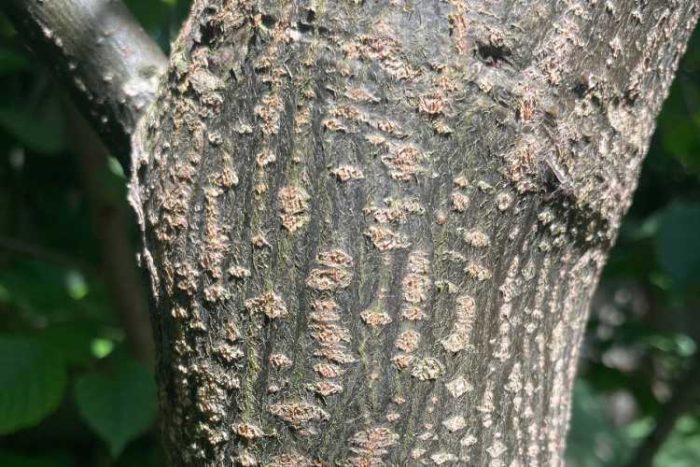 بهترین زمان قلمه زدن درخت زیتون تلخ