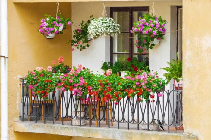 گل چهار فصل برای بالکن جنوبی