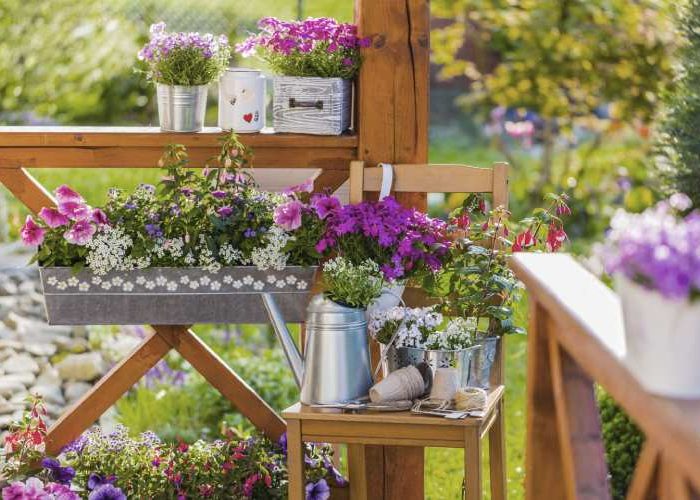 انواع گل چهار فصل برای بالکن