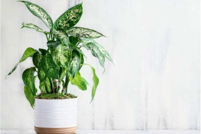 گیاه دیفن باخیا در دسته گیاهان سمی برای پت