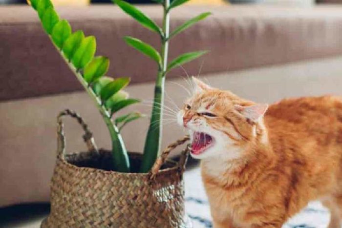 گیاه زاموفیلیا