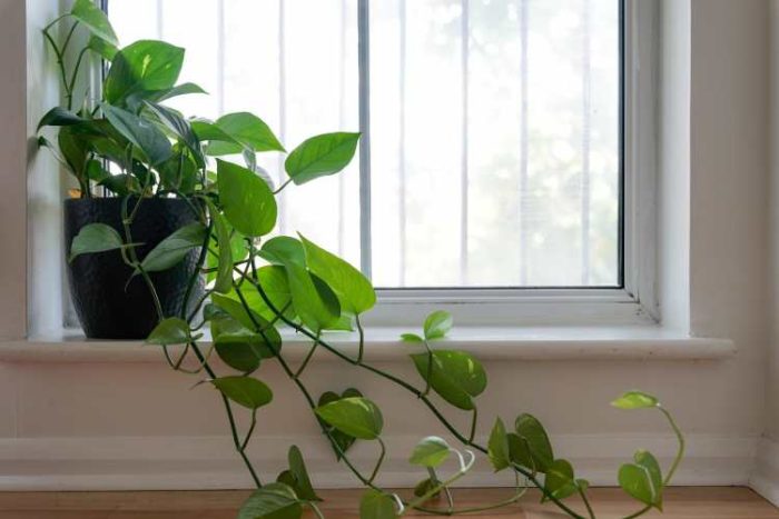 گیاه فیلودندرون