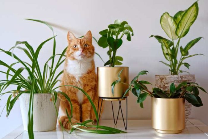 گیاهان خانگی سمی برای گربه