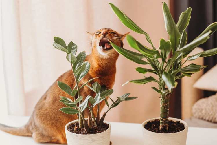 انواع گیاهان سمی برای گربه