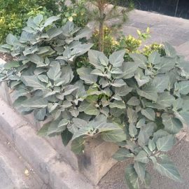 IMG_0592 خرید بذر گل تاتوره