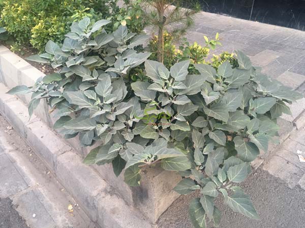 IMG_0592 خرید بذر گل تاتوره