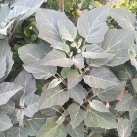 IMG_0593-2 کاشت بذر گل تاتوره