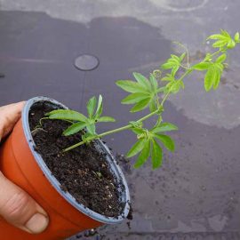 Small-Passionflower-Vine-in-a-Pot