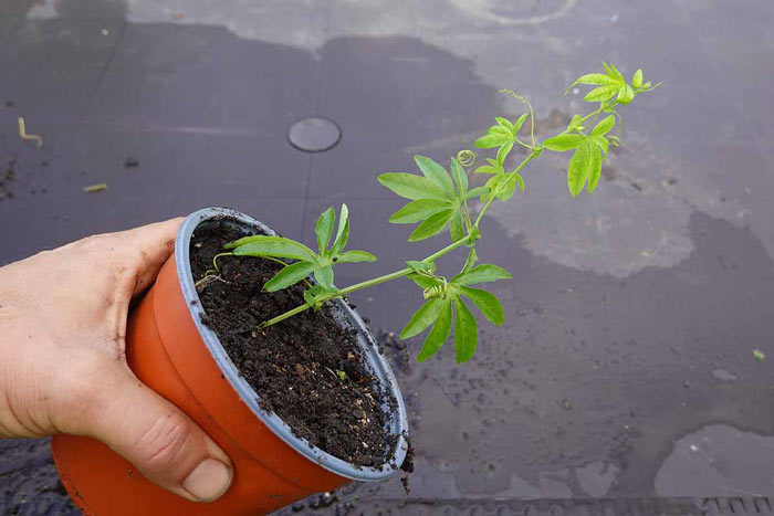 Small-Passionflower-Vine-in-a-Pot