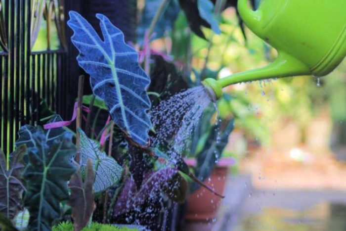 آبیاری گل بابا آدم