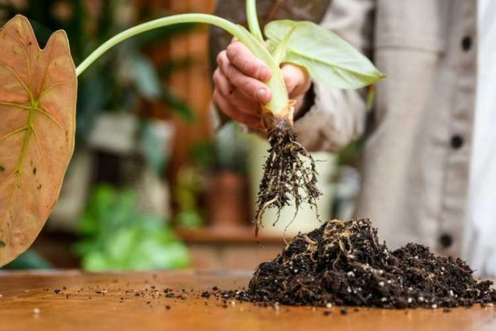 تکثیر گل بابا آدم