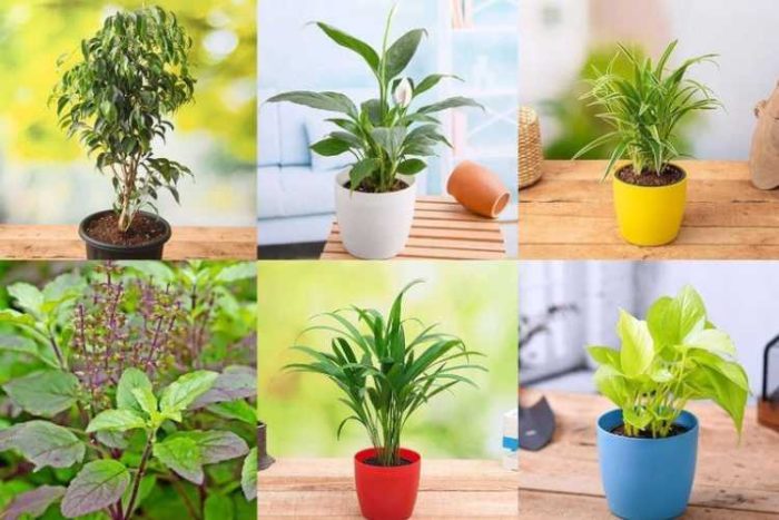 قوی ترین گیاهان اکسیژن ساز