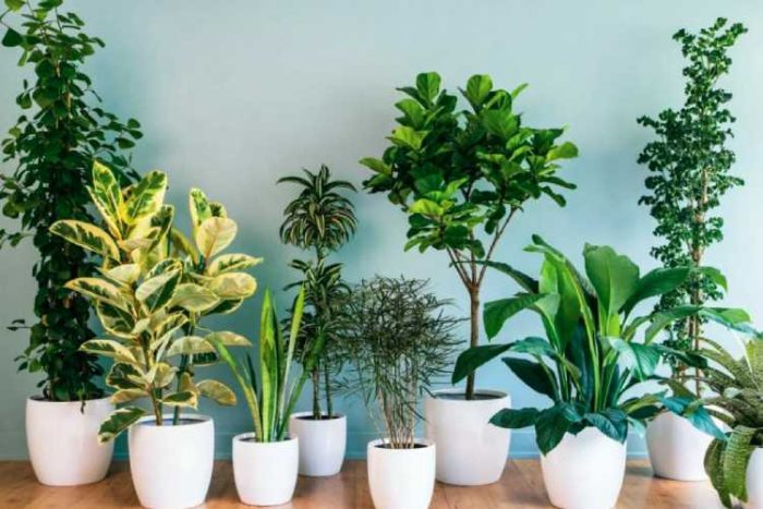 گیاهان اکسیژن ساز آپارتمانی