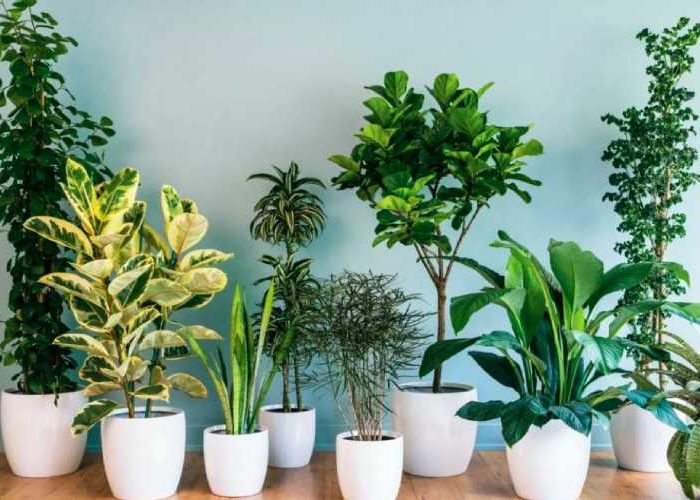 گیاهان اکسیژن ساز آپارتمانی