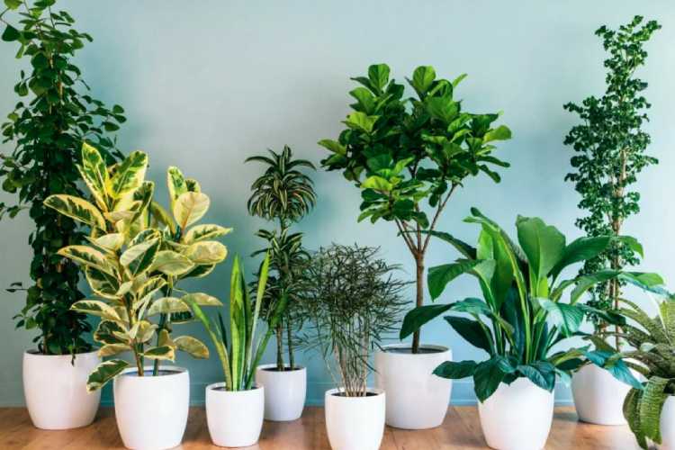 گیاهان اکسیژن ساز آپارتمانی