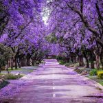 خرید بذر درخت جاکاراندا