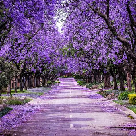 خرید بذر درخت جاکاراندا
