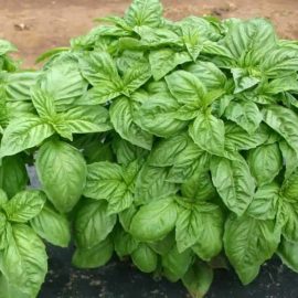 aaaa