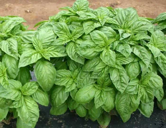 aaaa