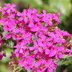 فروش بذر گل سیلن یا قلیونک