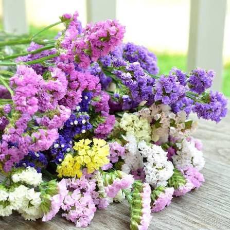 images زمان کاشت بذر گل استاتیس