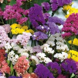 بذر گل استاتیس