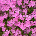 خرید بذر گل سیلن